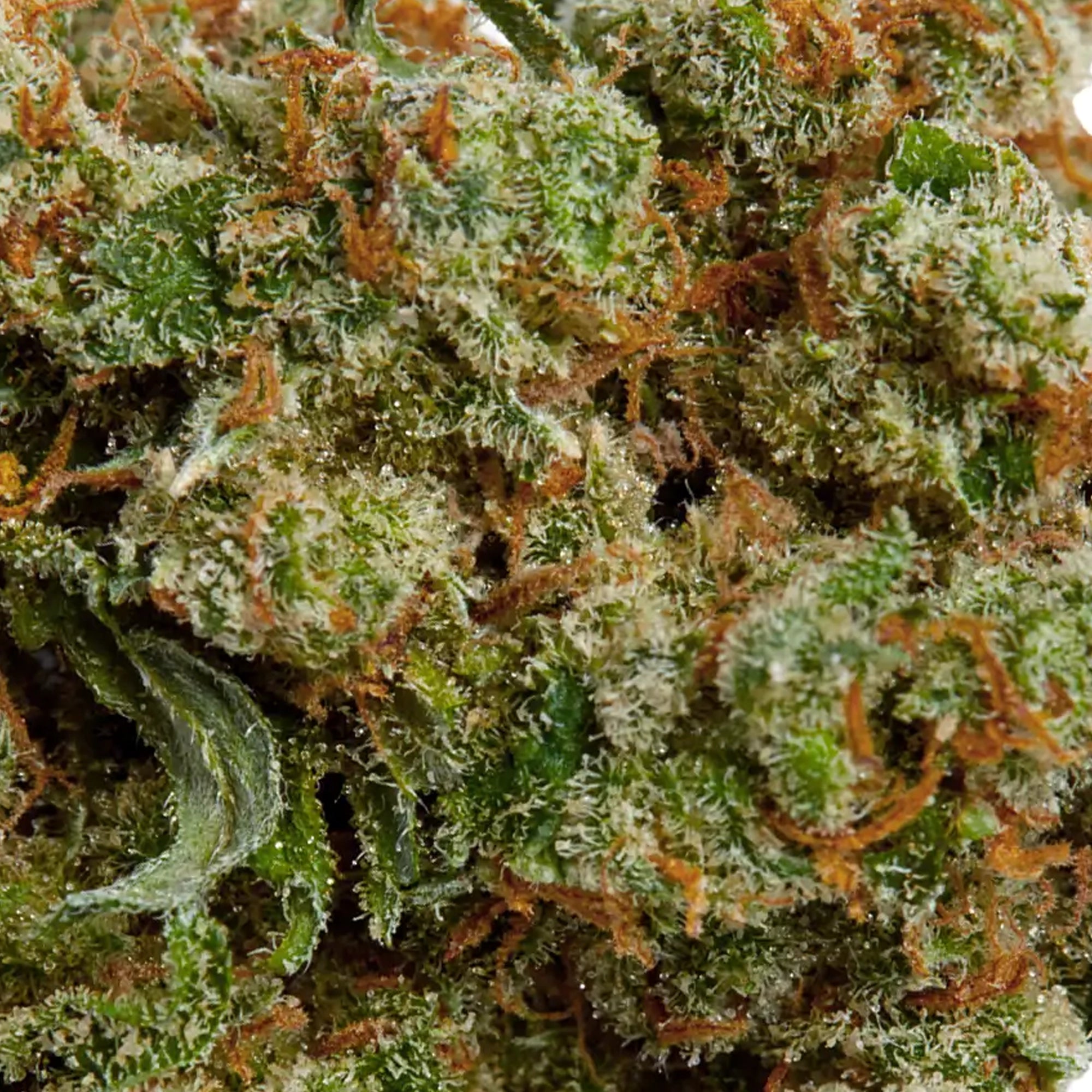 Fleur California Haze