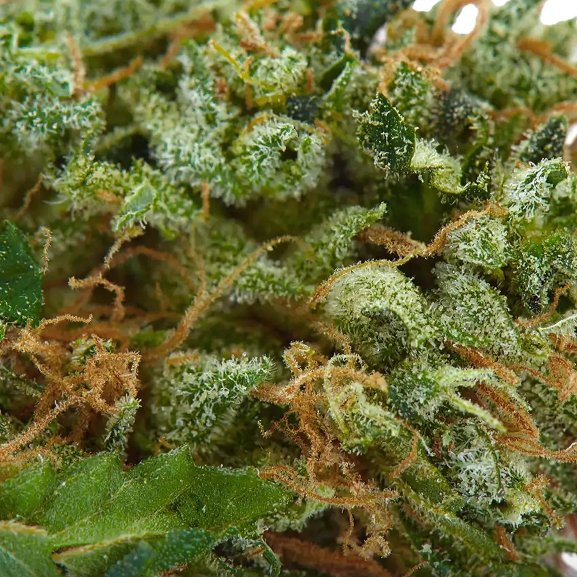Fleur Critical