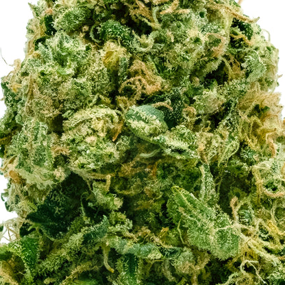 Fleur Amnésia enrichie en cannabinoïdes