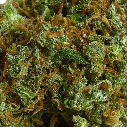 Fleur Mango Kush