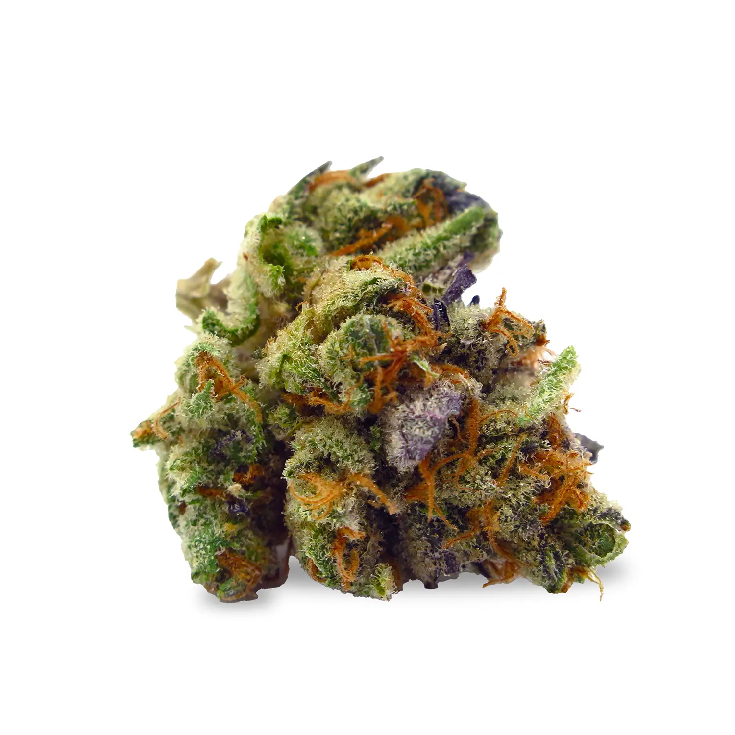 Fleur Mimosa