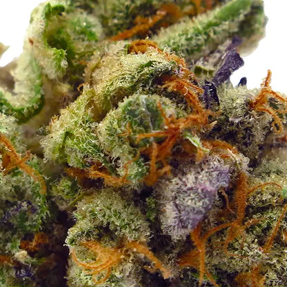 Fleur Mimosa