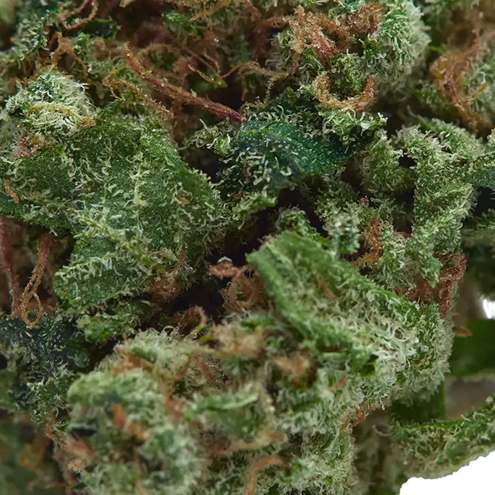 Fleur OG Kush
