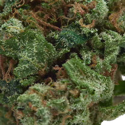 Fleur OG Kush